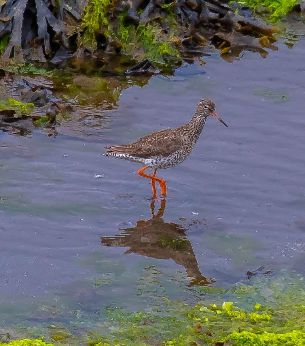 赤足鷸 - ML647863224