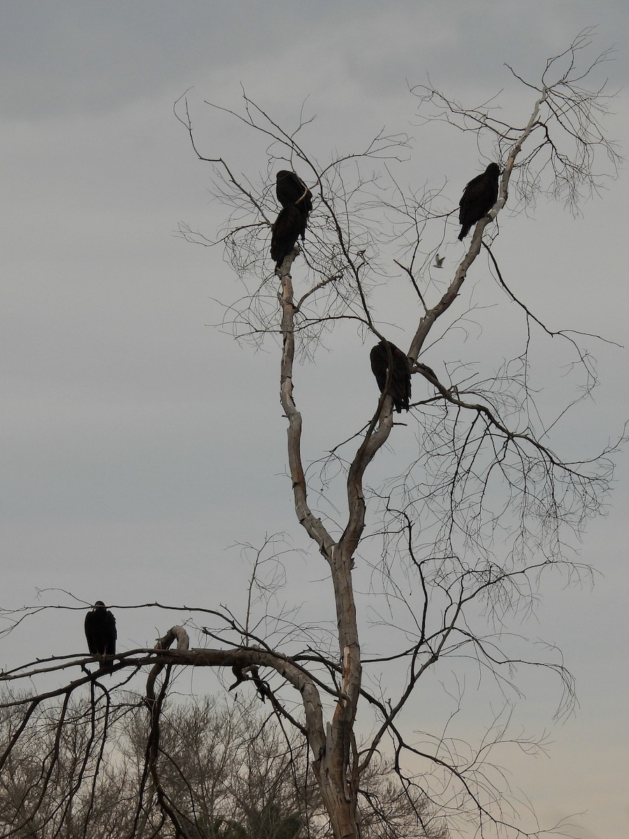Turkey Vulture - ML647863226