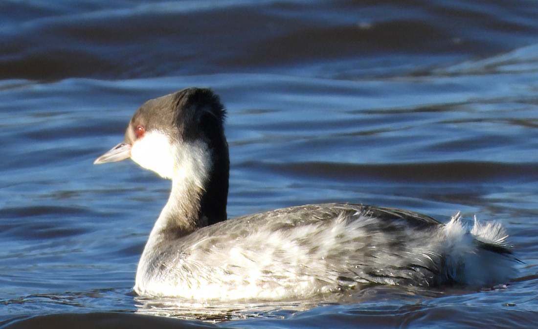 Zampullín Cuellirrojo - ML647863229