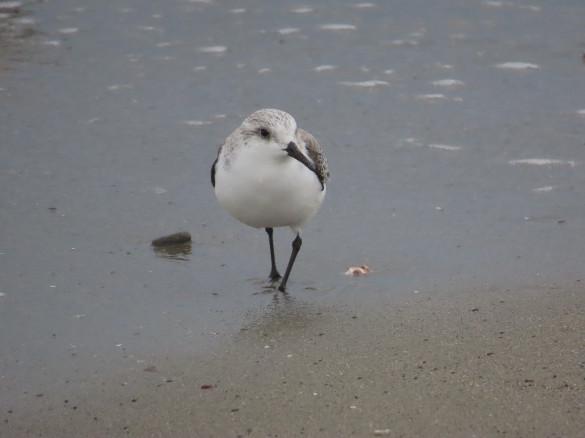 Песчанка - ML647863234