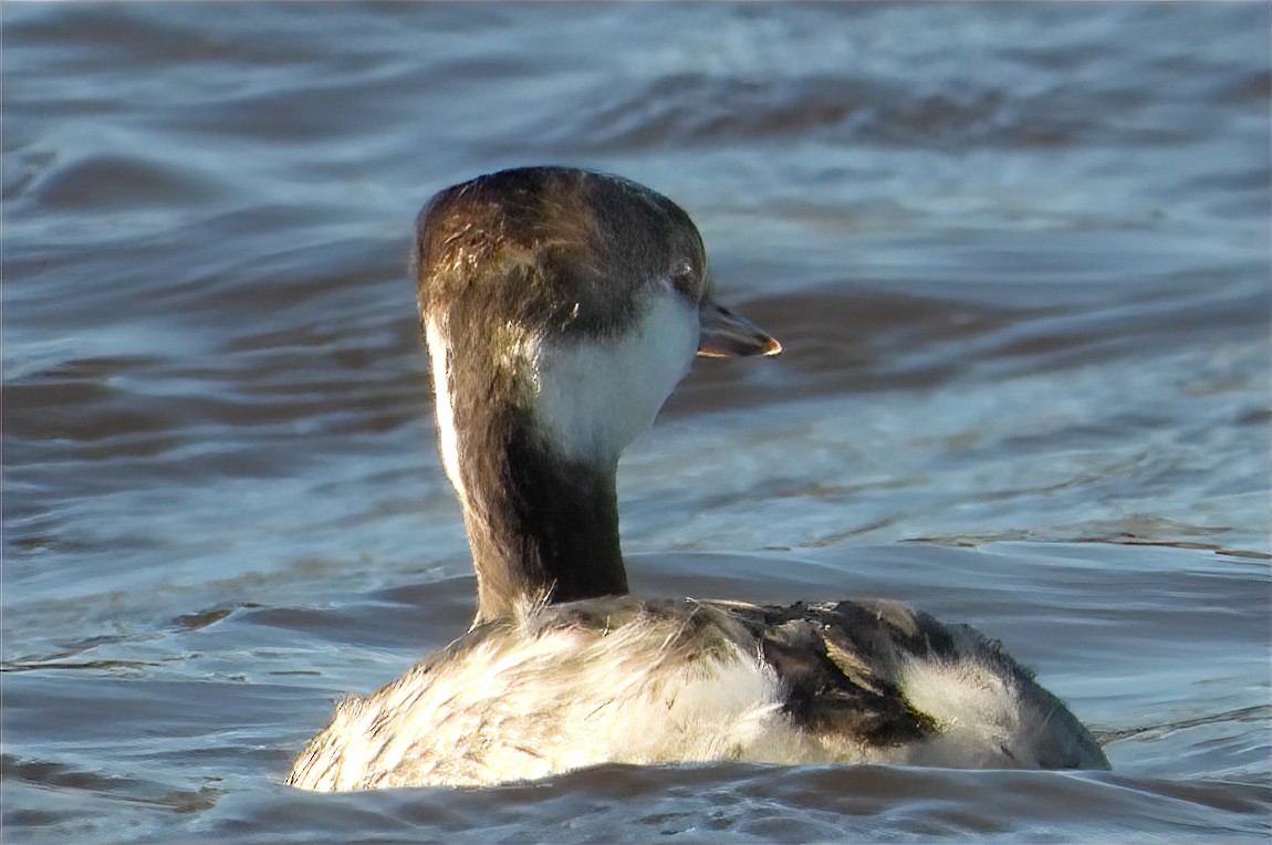 Zampullín Cuellirrojo - ML647863236