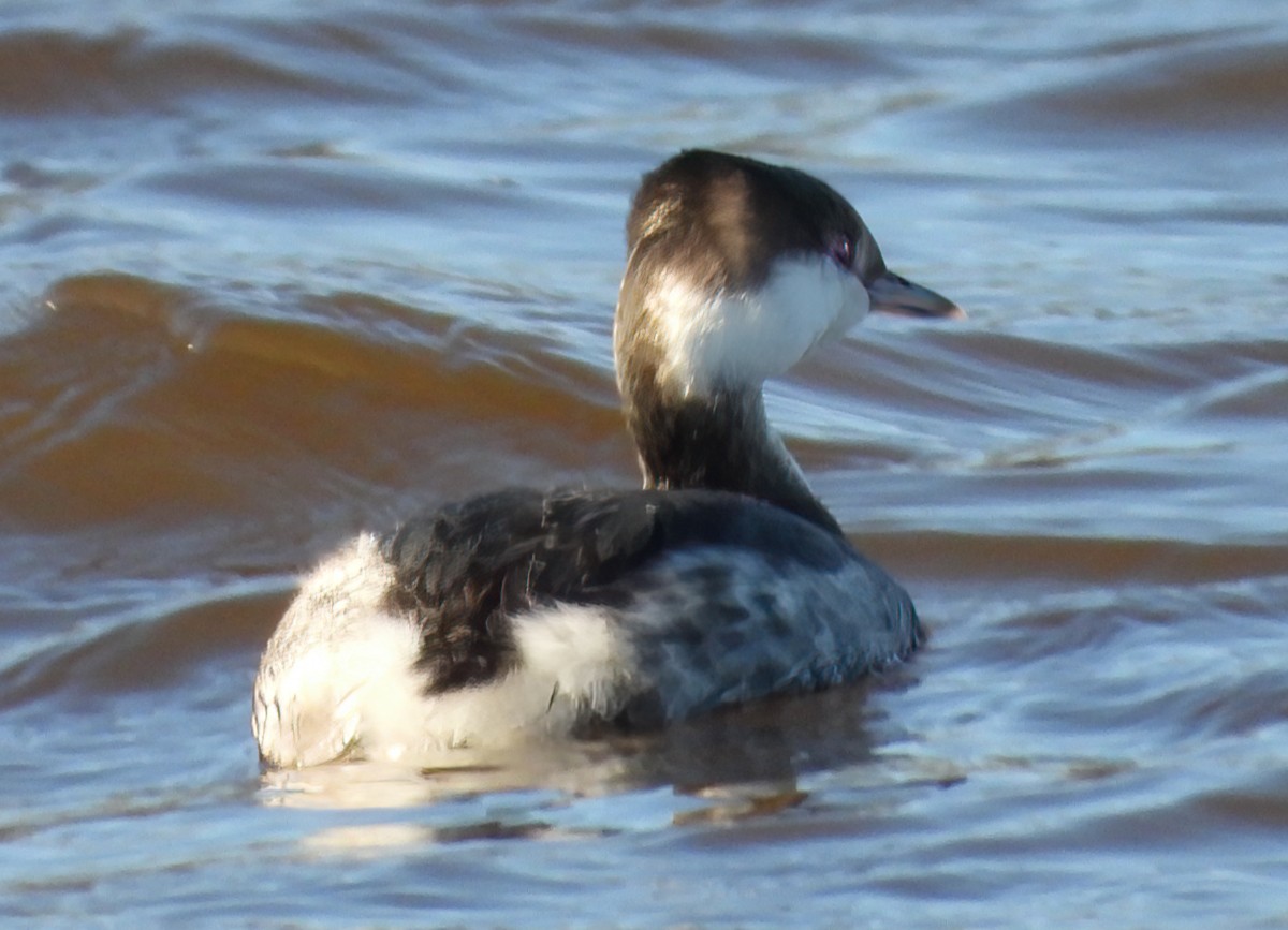 Zampullín Cuellirrojo - ML647863237