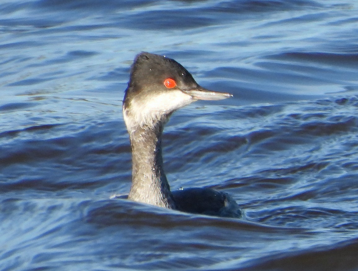 Eared Grebe - ML647863244