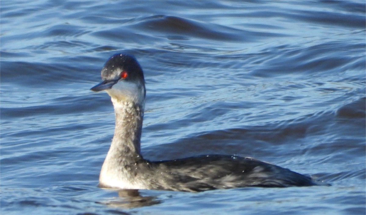 Eared Grebe - ML647863245