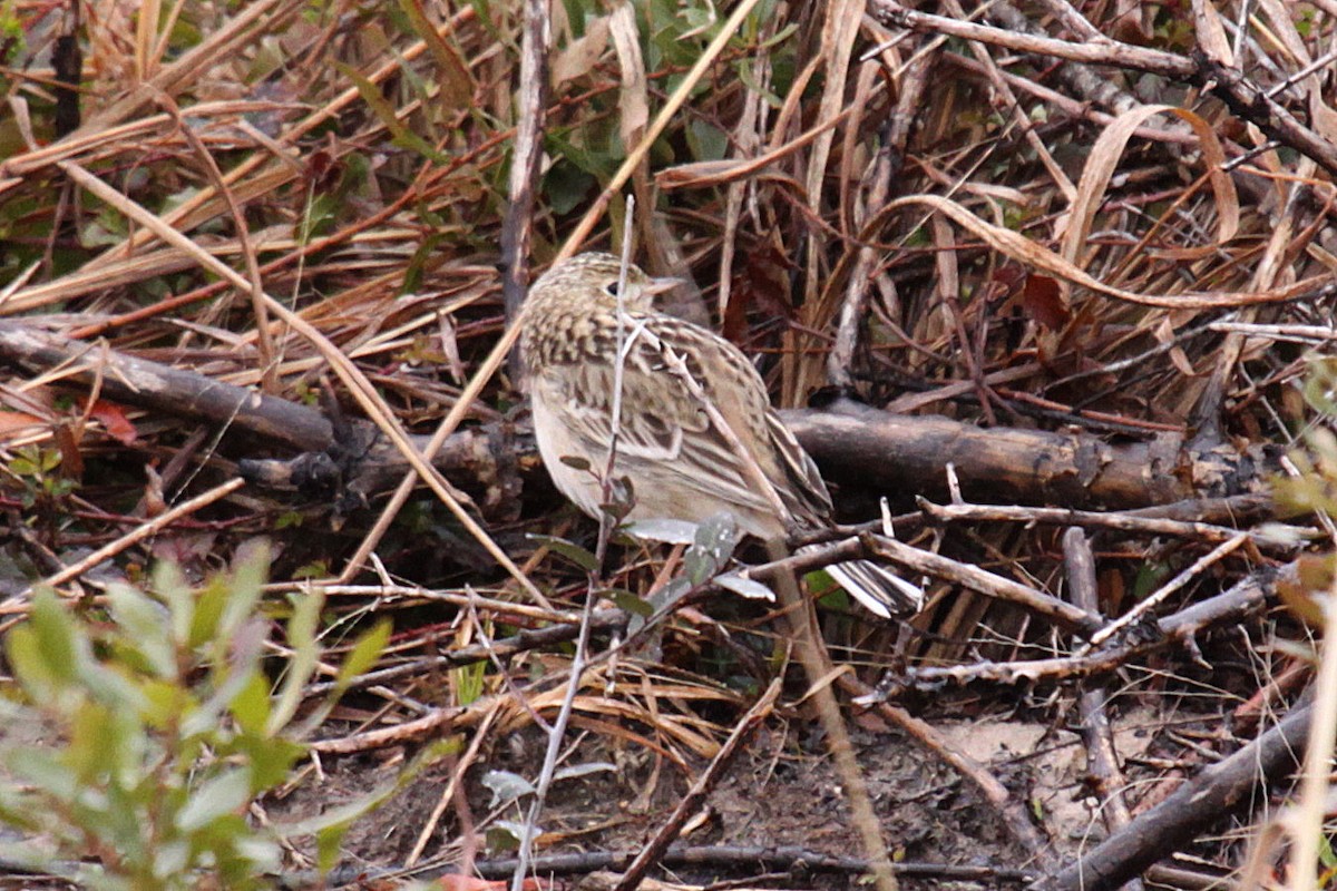 Sprague's Pipit - ML647863255