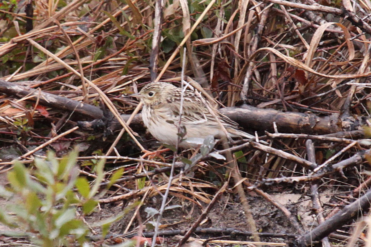 Sprague's Pipit - ML647863256