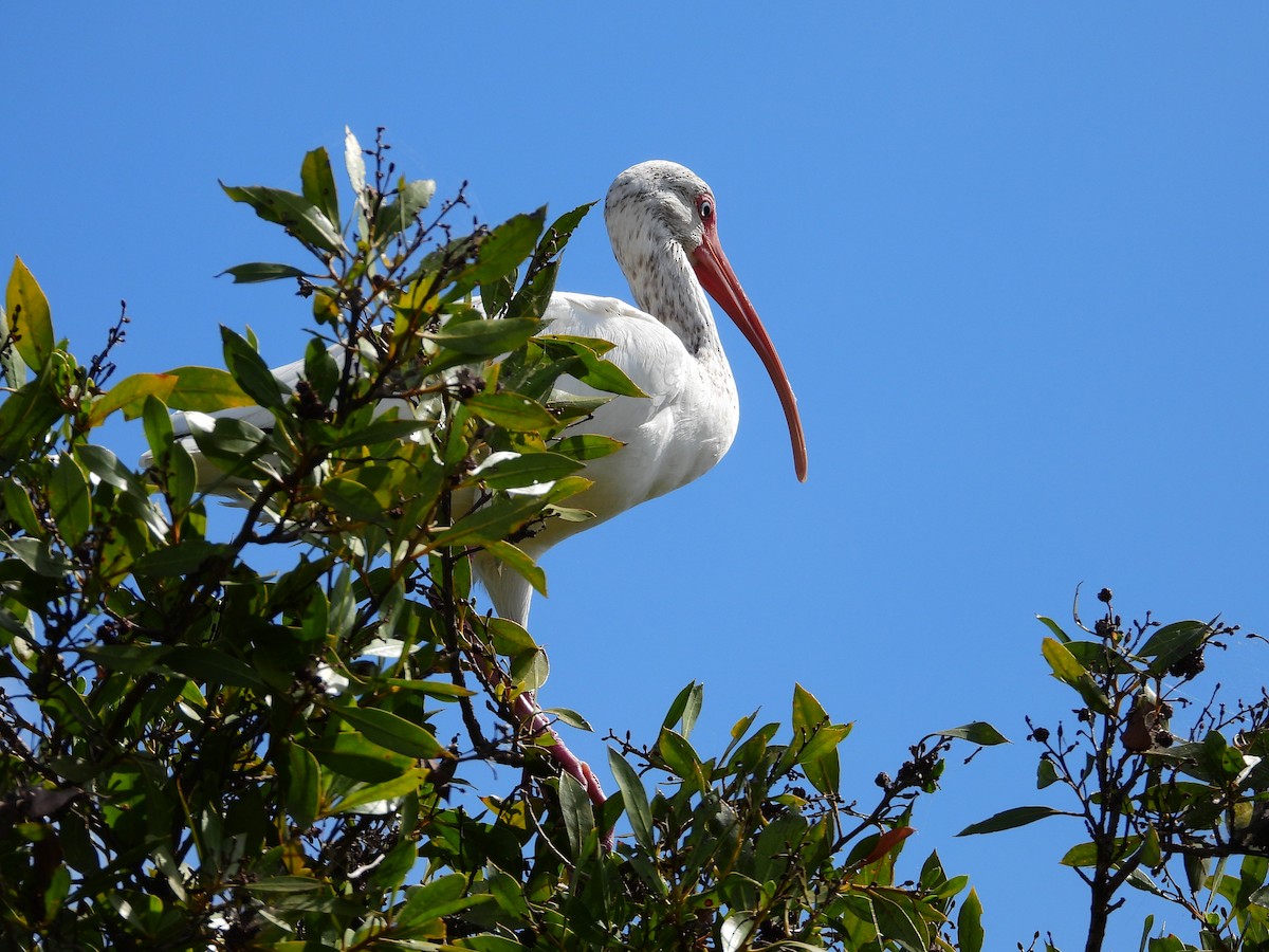 White Ibis - ML647863283