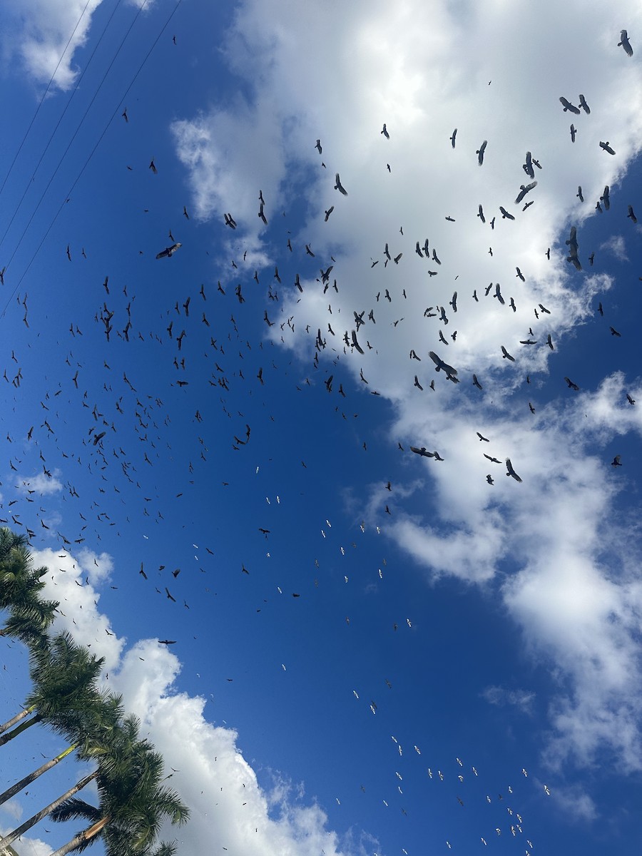 Turkey Vulture - ML647863318