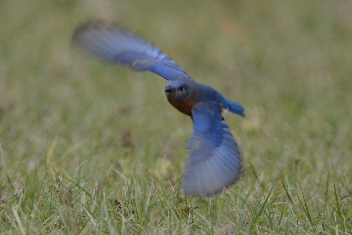 Eastern Bluebird - ML647863342