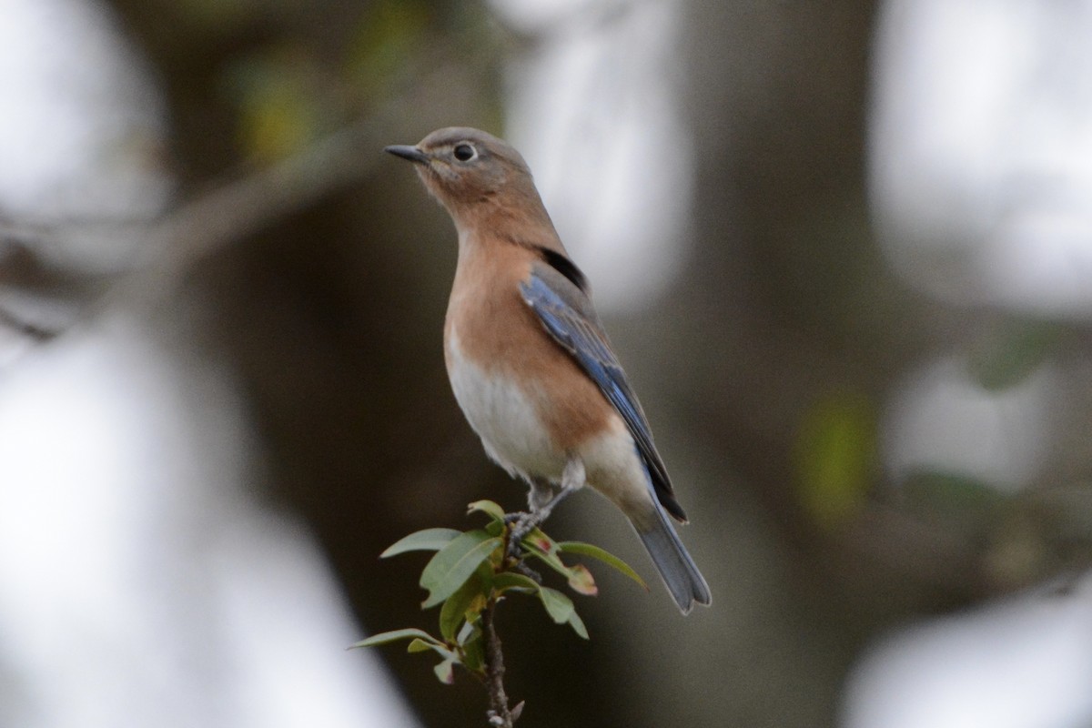 Eastern Bluebird - ML647863343