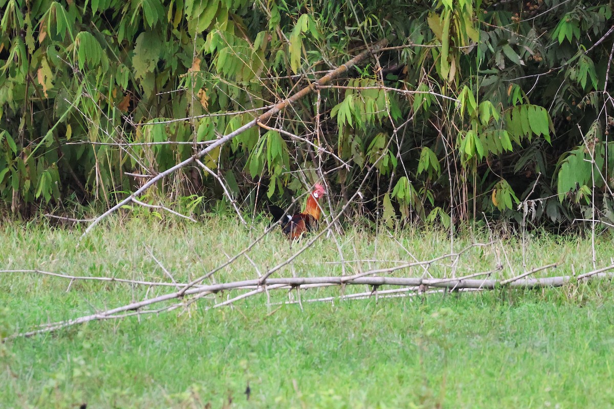 Red Junglefowl - ML647863351