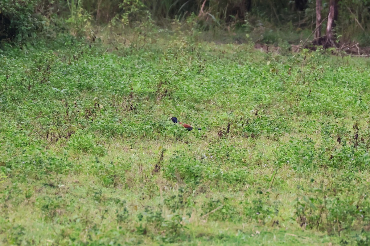 Greater Coucal - ML647863369
