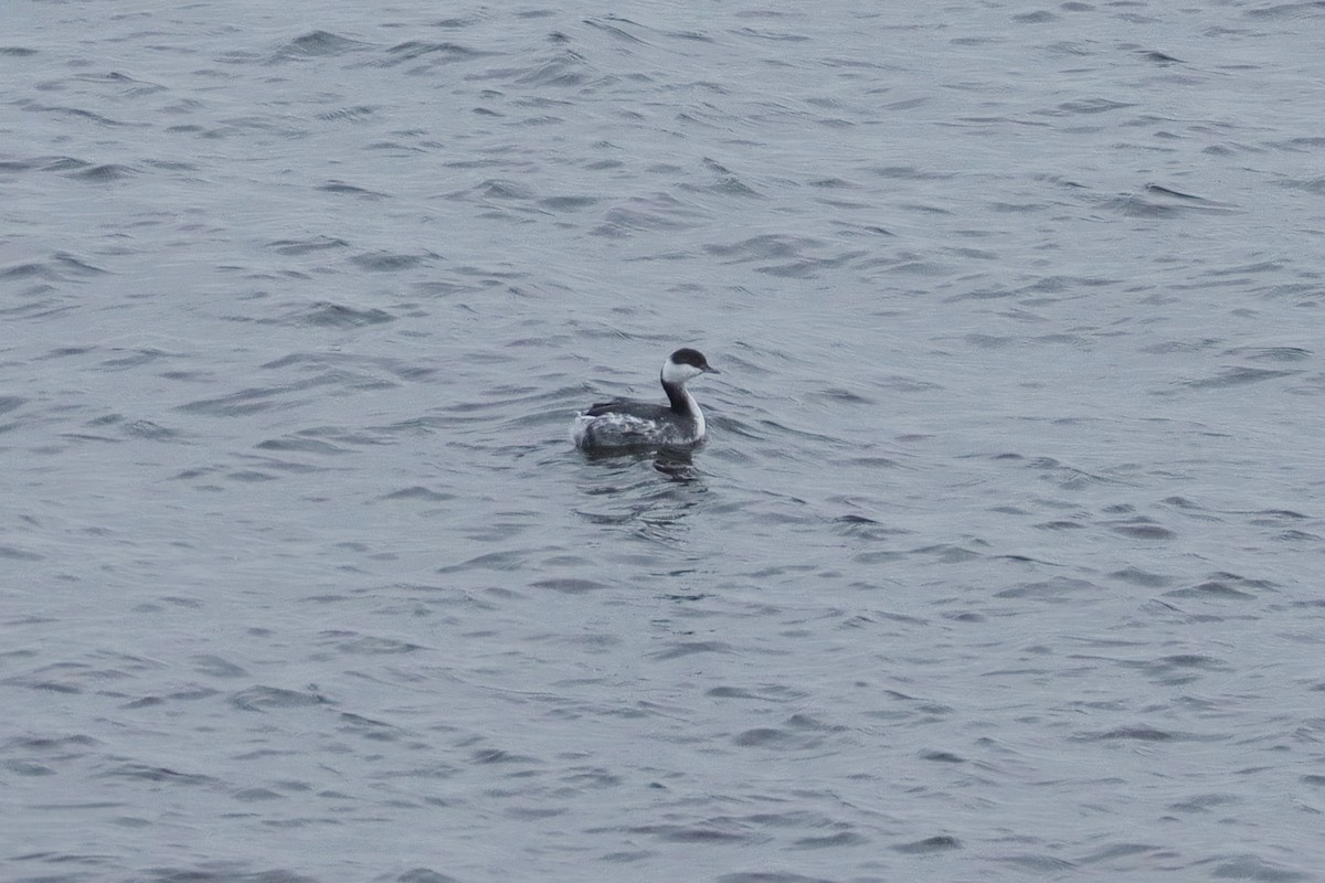 Zampullín Cuellirrojo - ML647863382