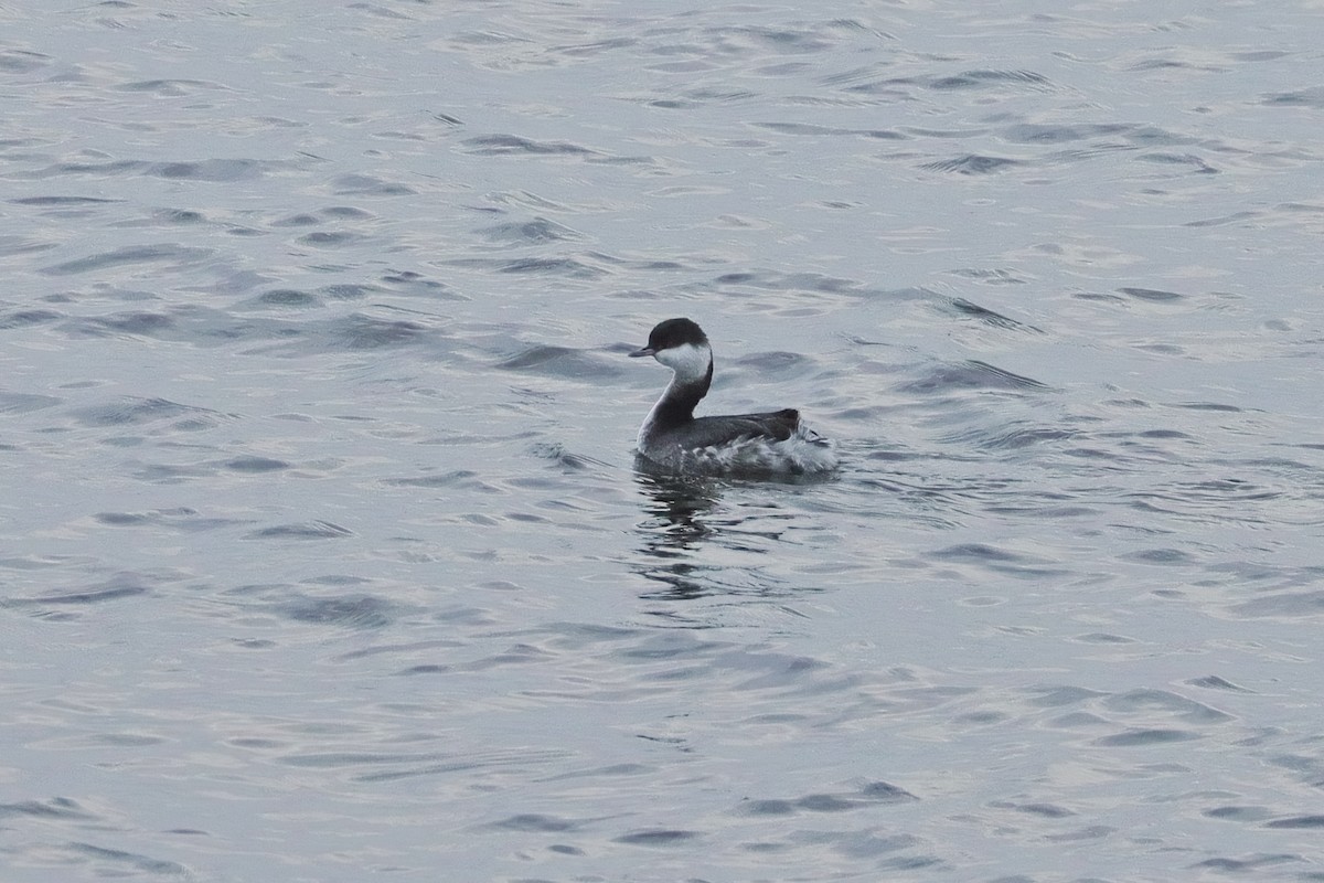 Zampullín Cuellirrojo - ML647863383