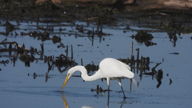 Great Egret - ML647863417