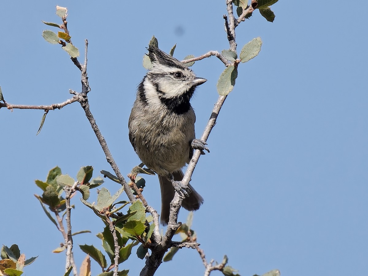 Bridled Titmouse - ML647863461