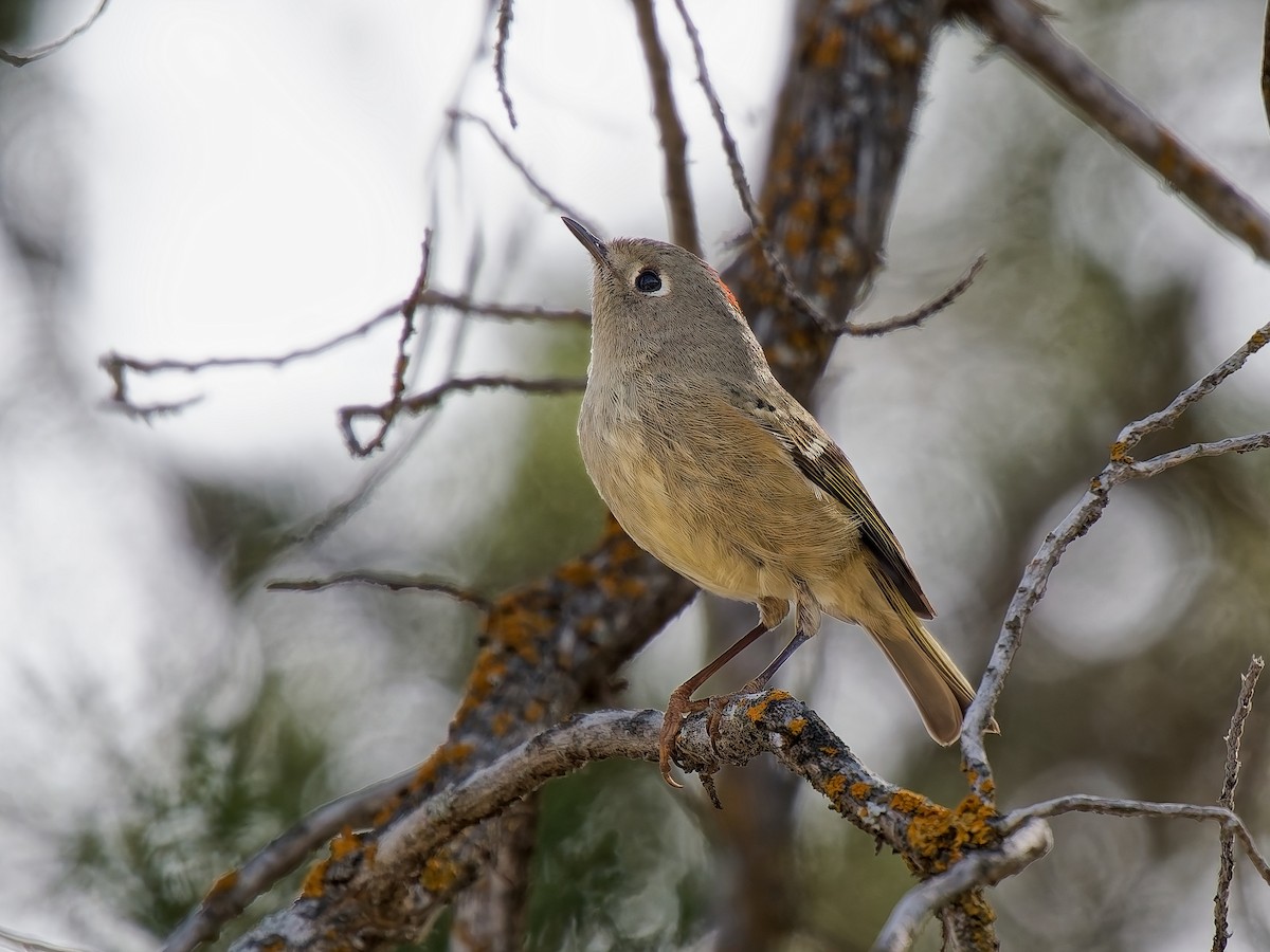 Золотомушка рубіновочуба - ML647863471