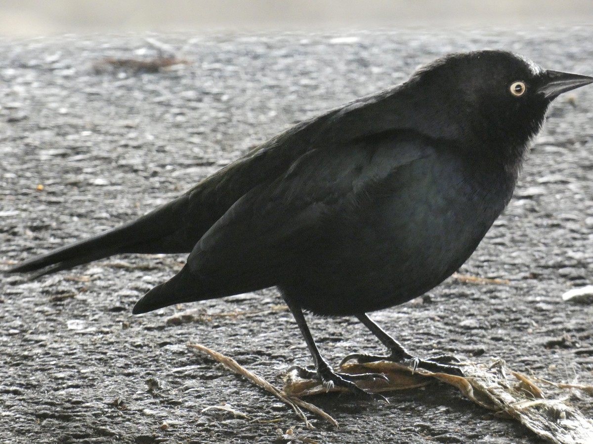 Brewer's Blackbird - ML647863487