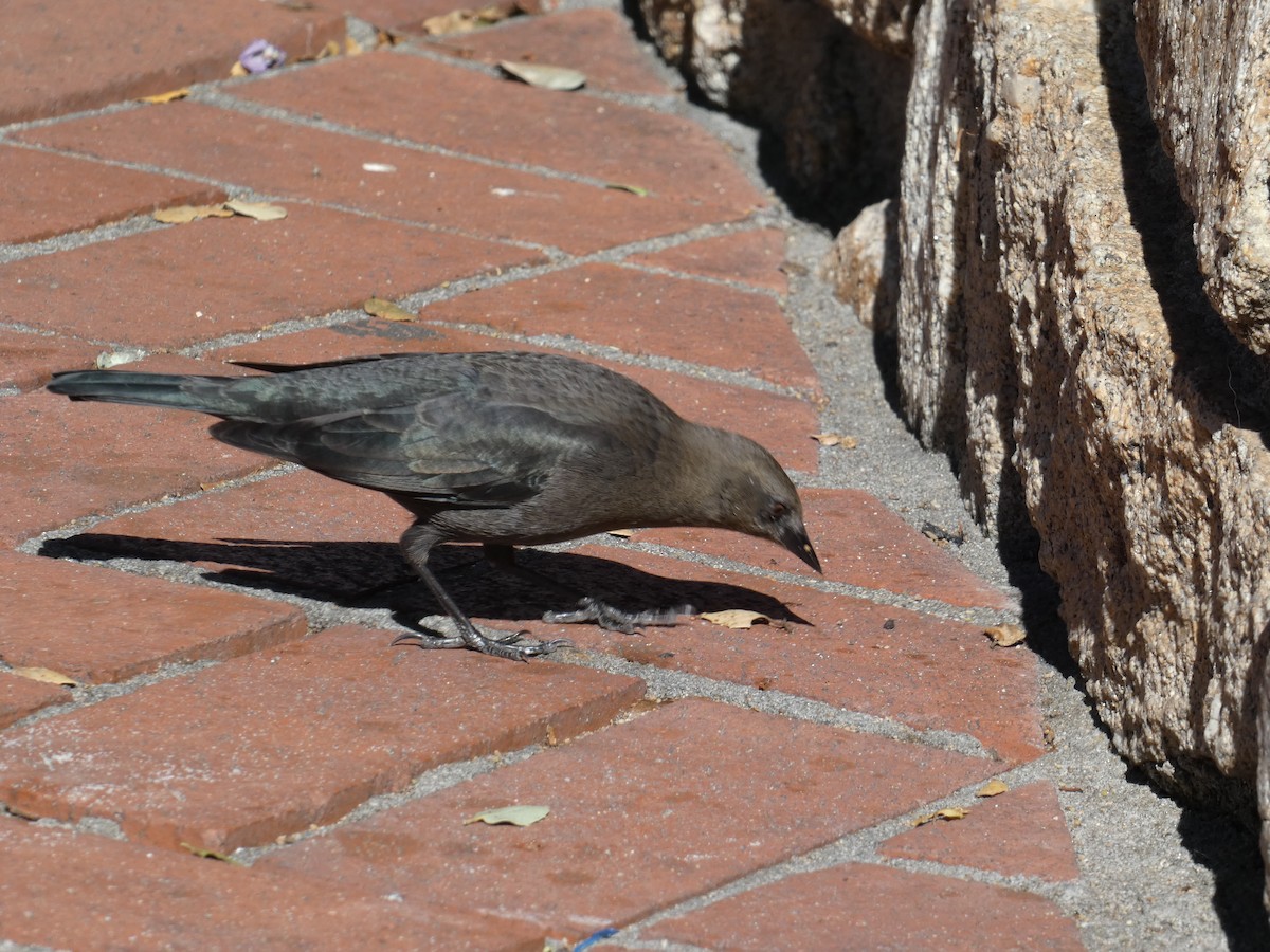 Brewer's Blackbird - ML647863488