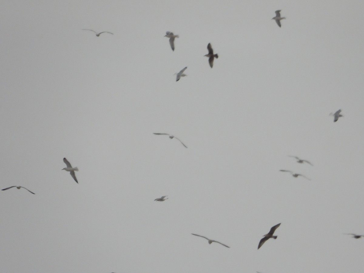 gull sp. - ML647863497