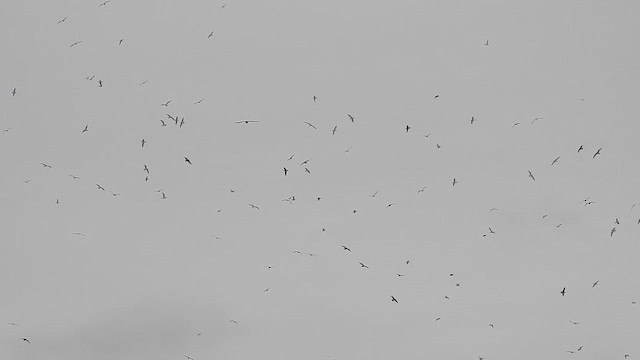 gull sp. - ML647863504