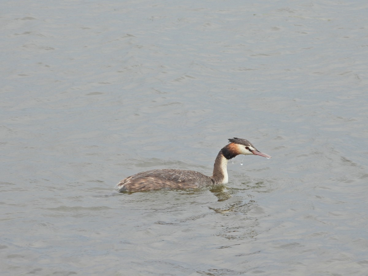 Great Crested Grebe - ML647863505