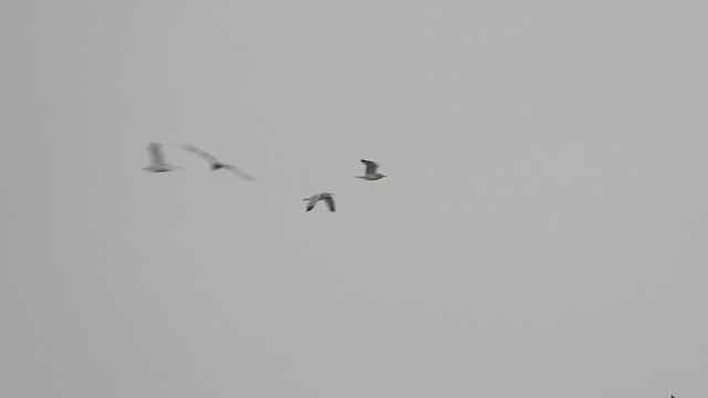 gull sp. - ML647863506