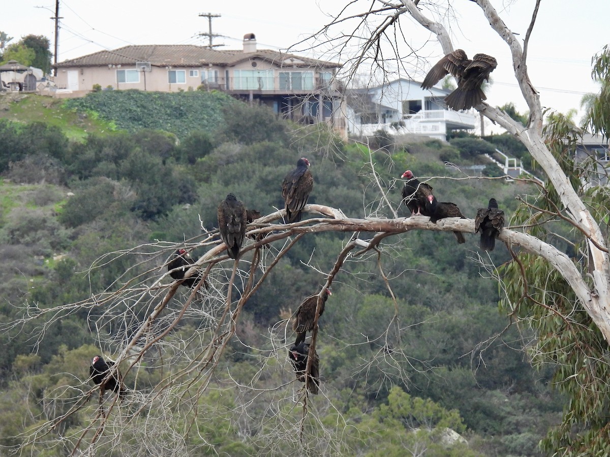 Turkey Vulture - ML647863508