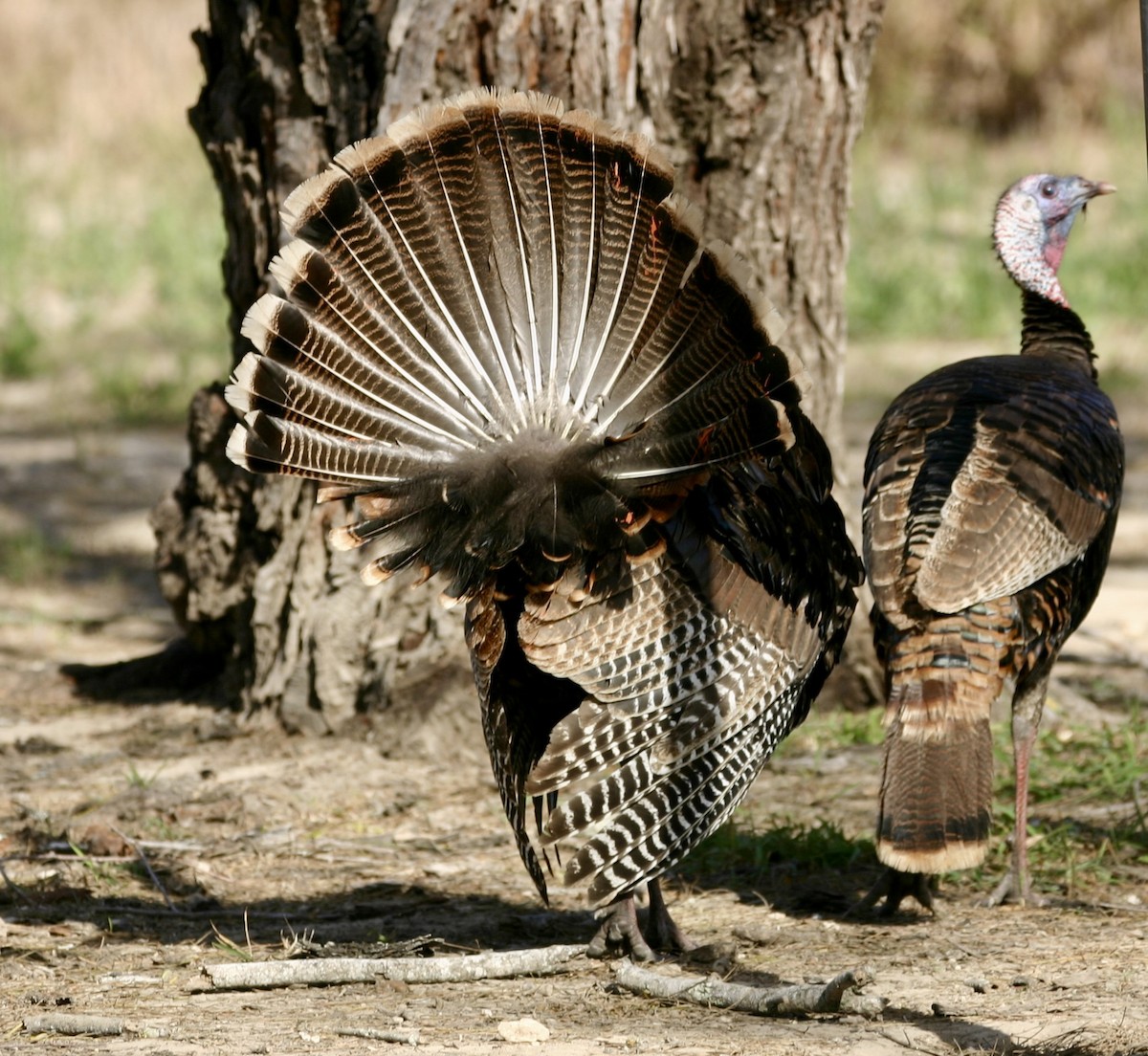 Wild Turkey - ML647863509