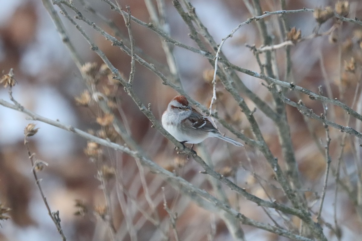 American Tree Sparrow - ML647863510