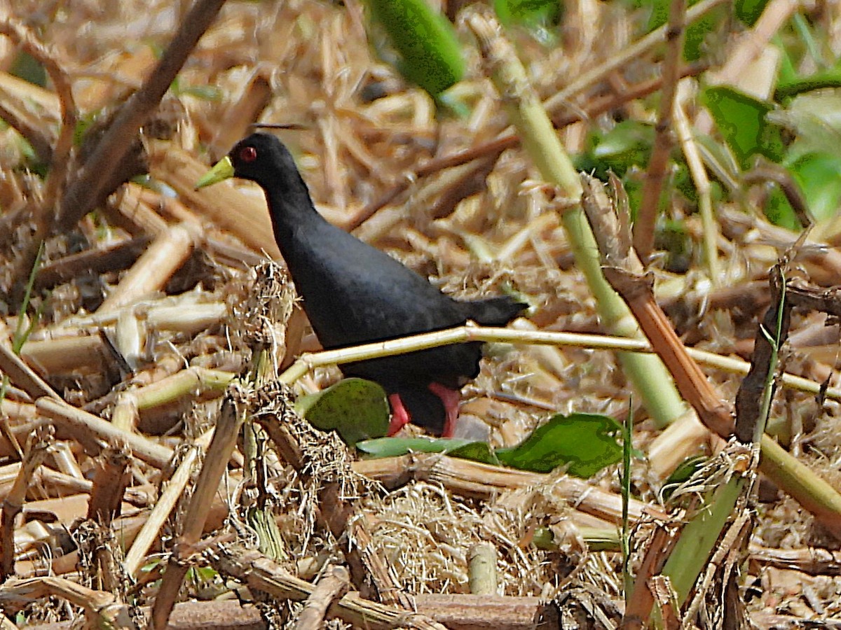 Black Crake - ML647863511