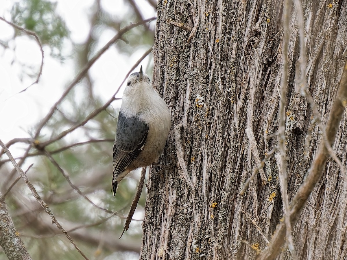 White-breasted Nuthatch - ML647863512