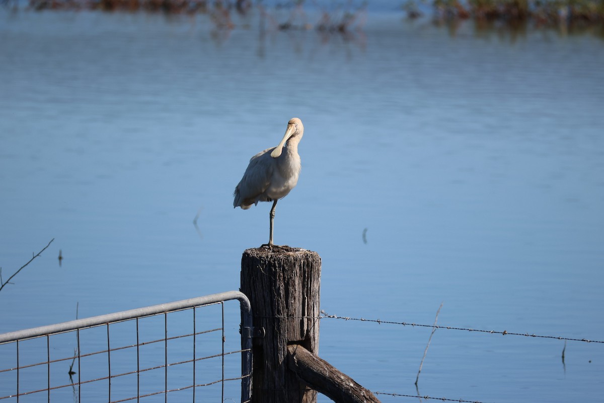 Yellow-billed Spoonbill - ML647863513