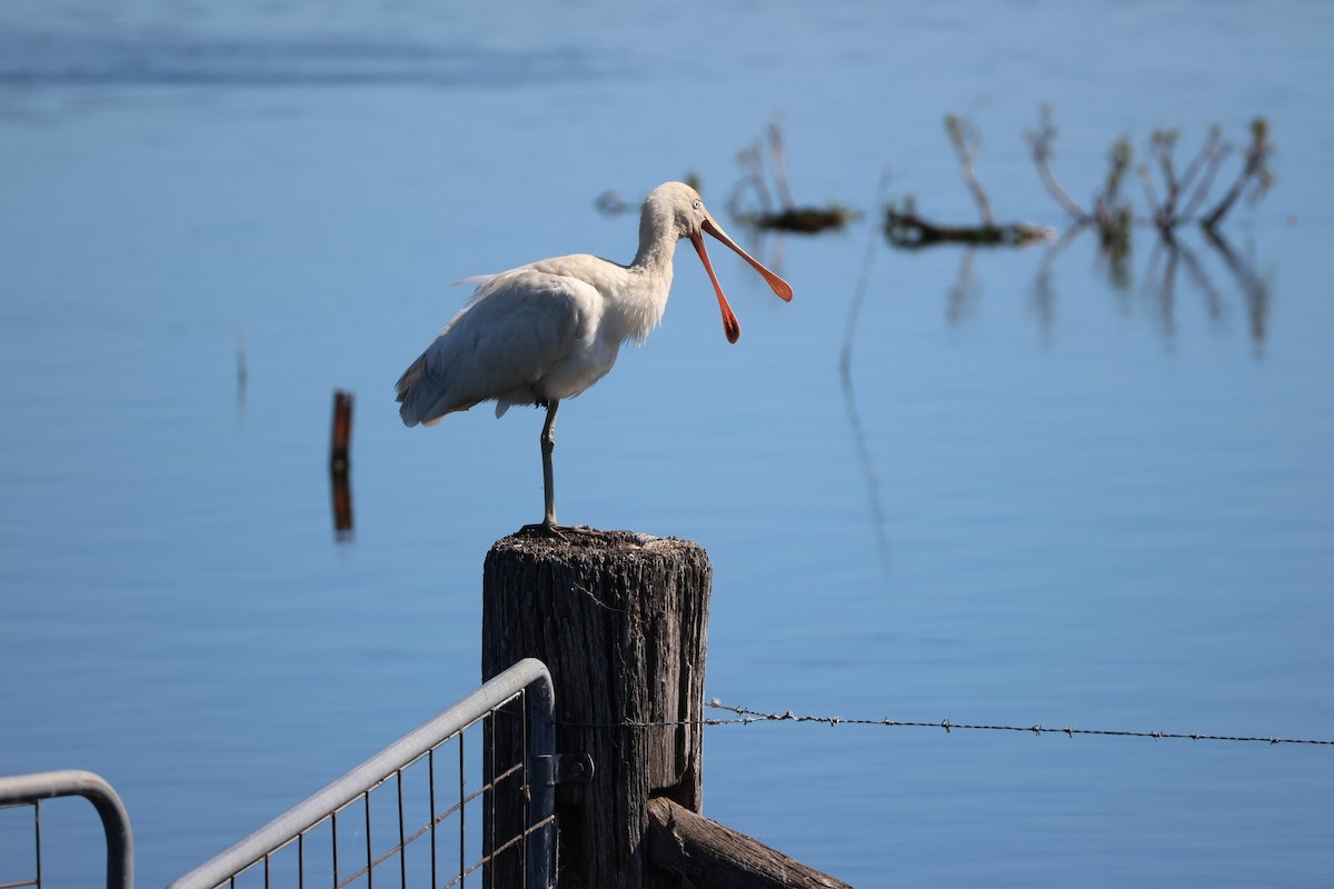 Yellow-billed Spoonbill - ML647863514