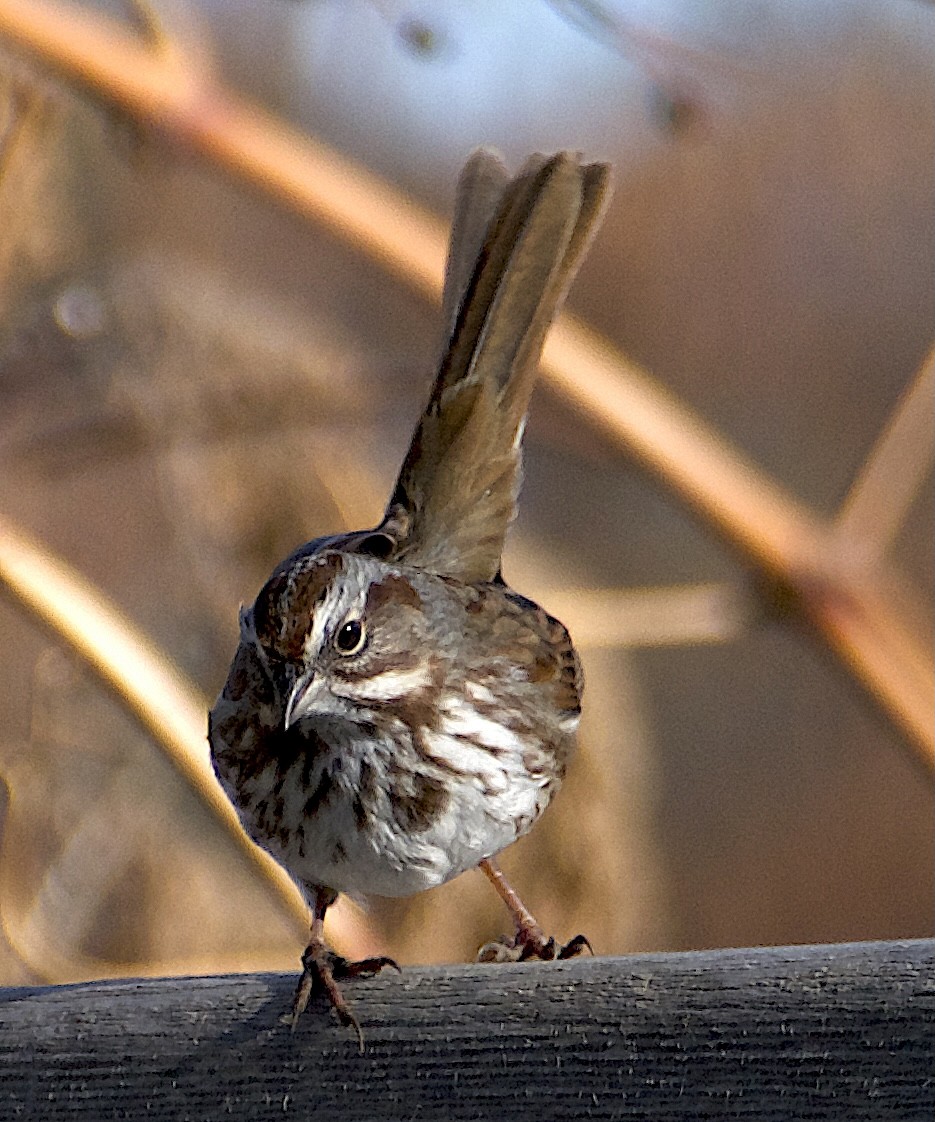 Song Sparrow (montana/merrilli) - ML647863515