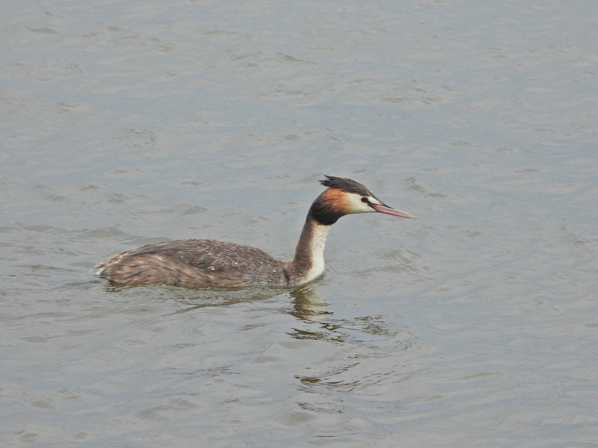 Great Crested Grebe - ML647863516