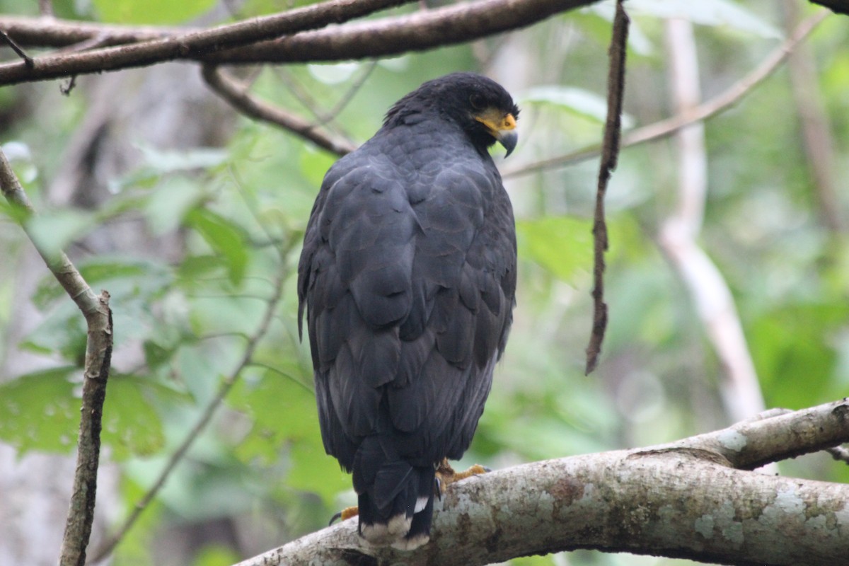 Common Black Hawk - ML647863518