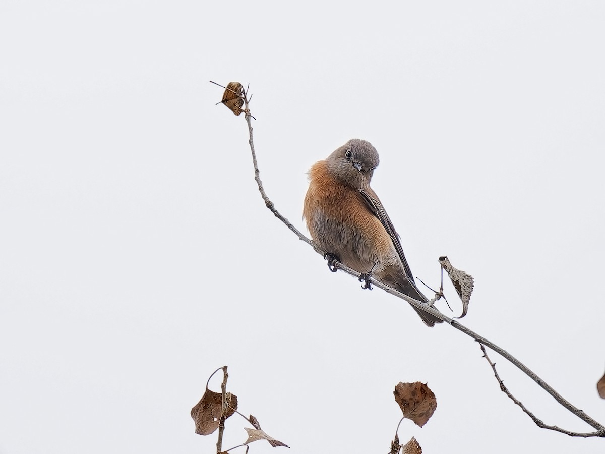 Western Bluebird - ML647863519