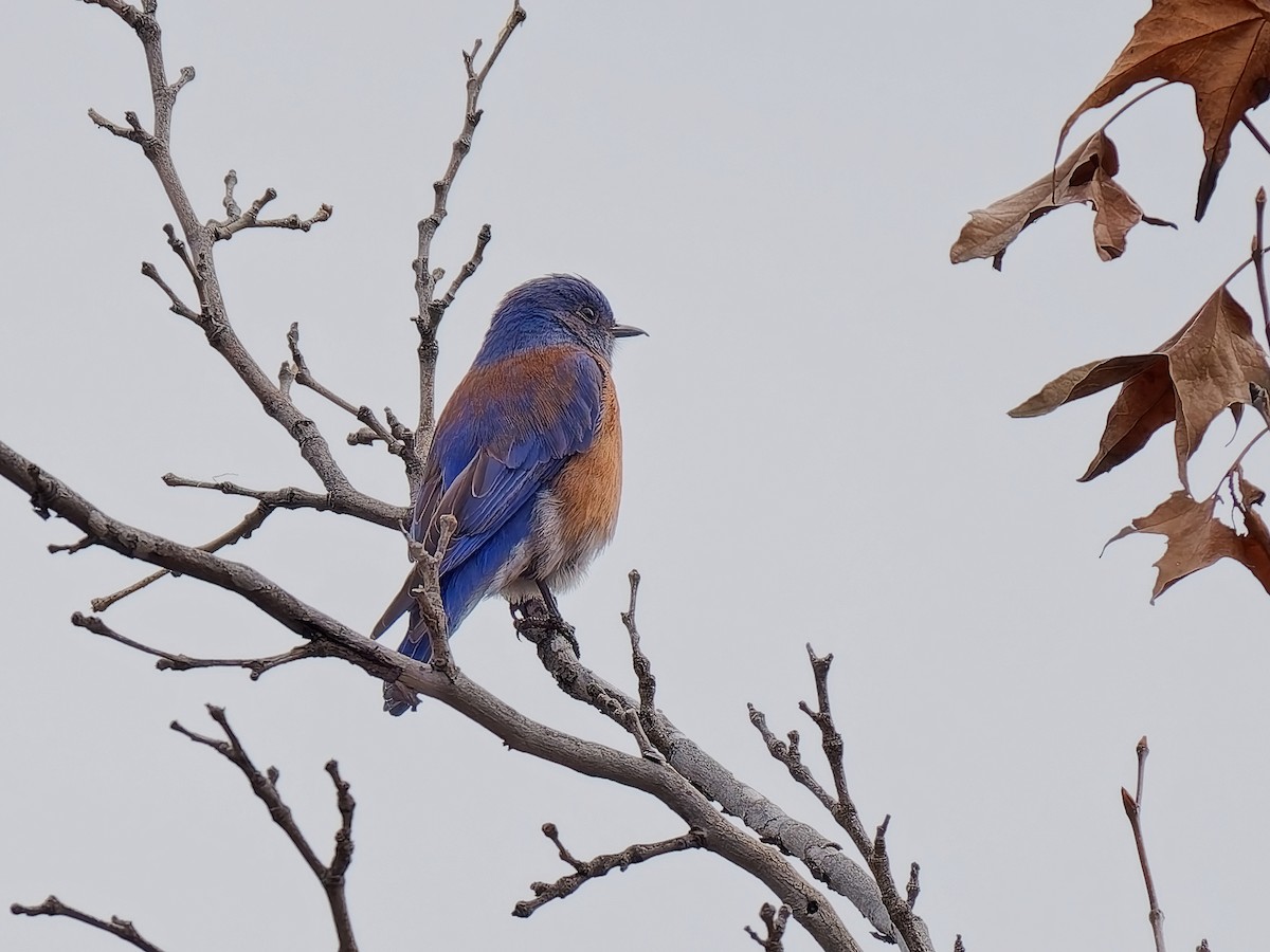 Western Bluebird - ML647863520