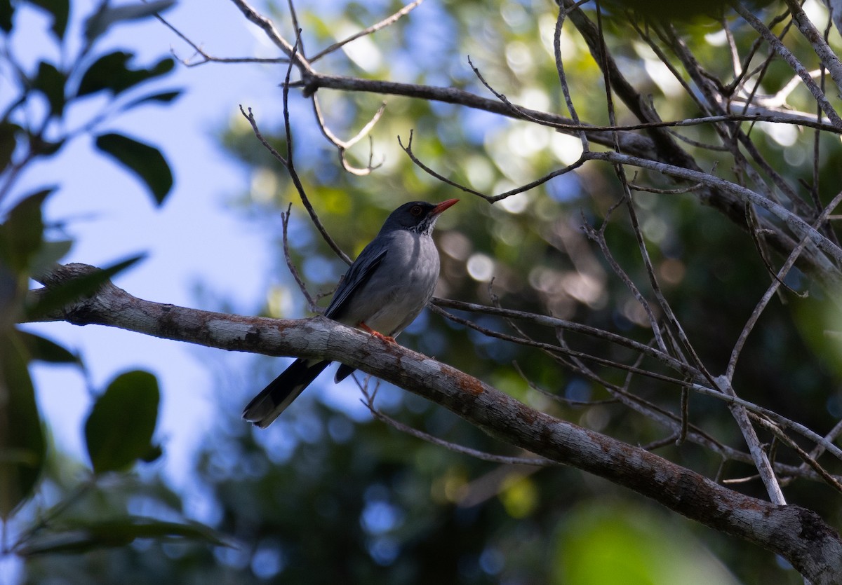 Eastern Red-legged Thrush - ML647863522