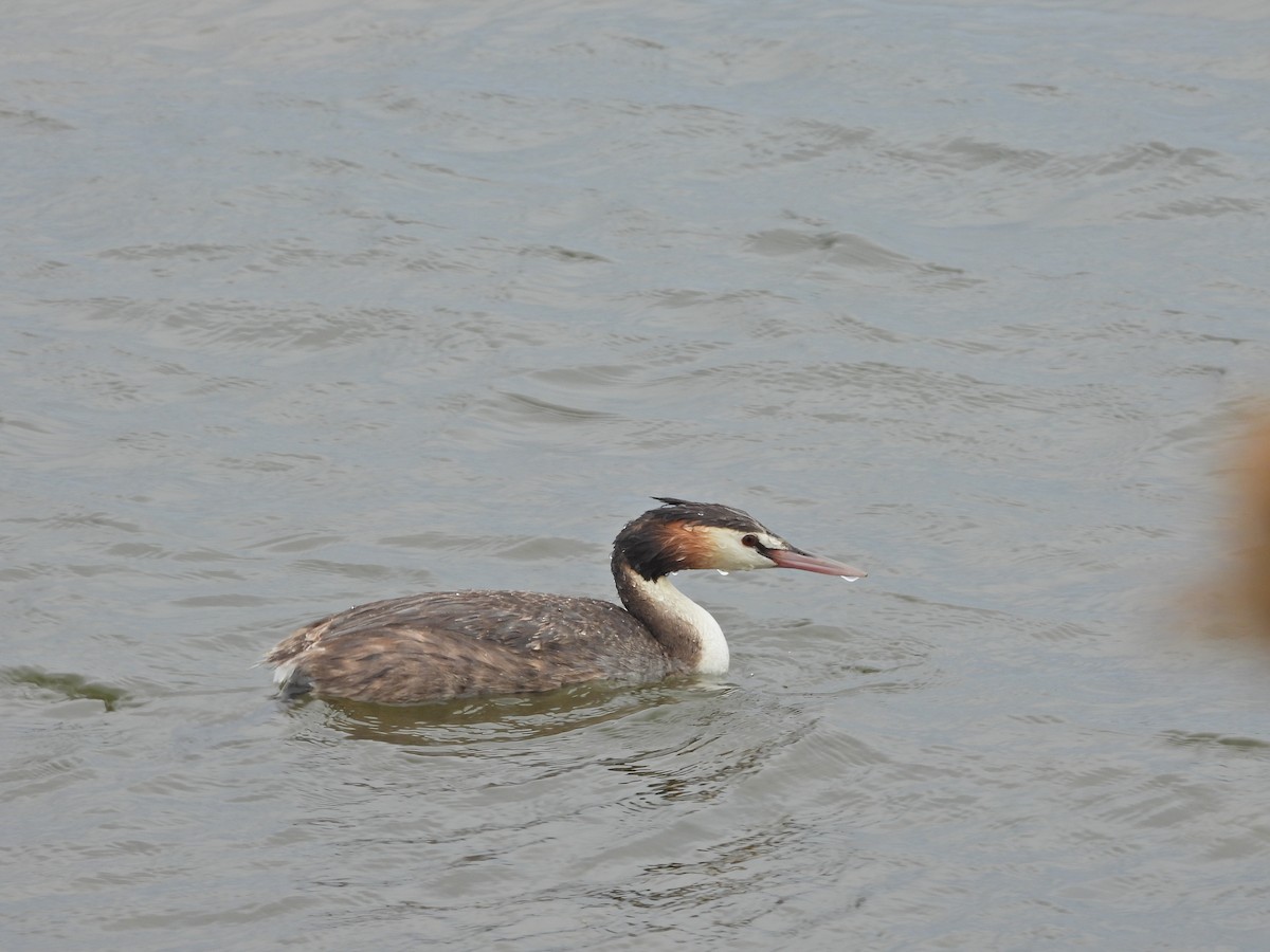 Great Crested Grebe - ML647863523