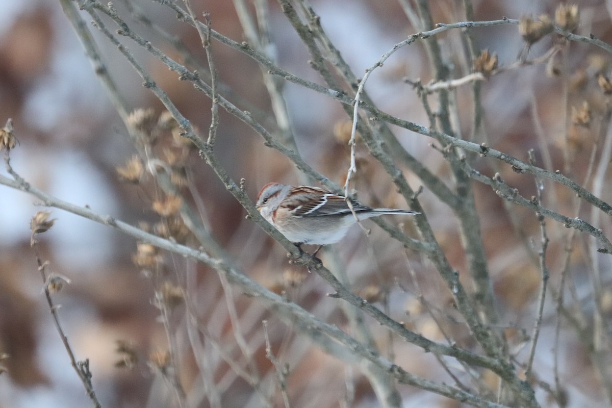 American Tree Sparrow - ML647863524