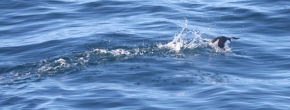 Common Murre - ML647863525