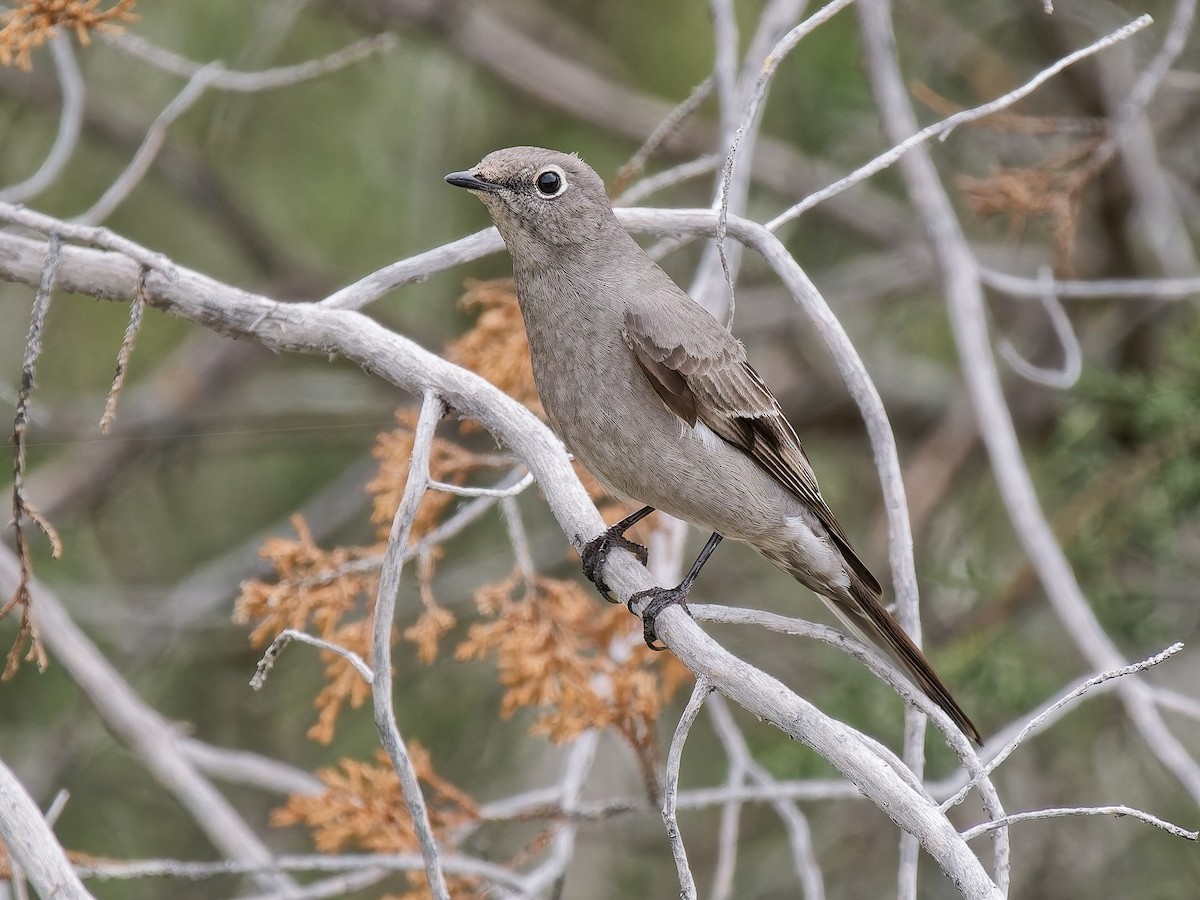 Townsend's Solitaire - ML647863529