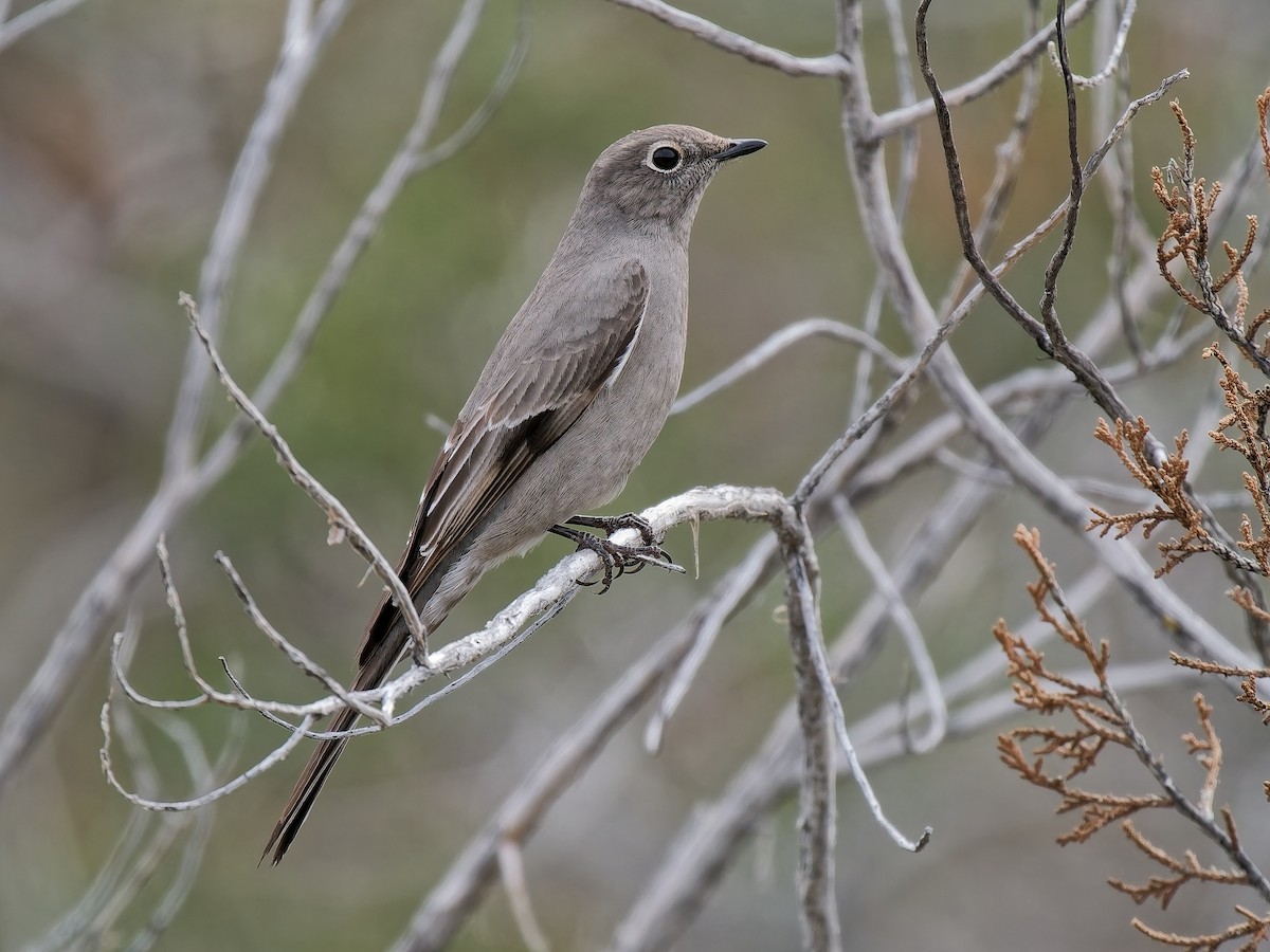 Townsend's Solitaire - ML647863530