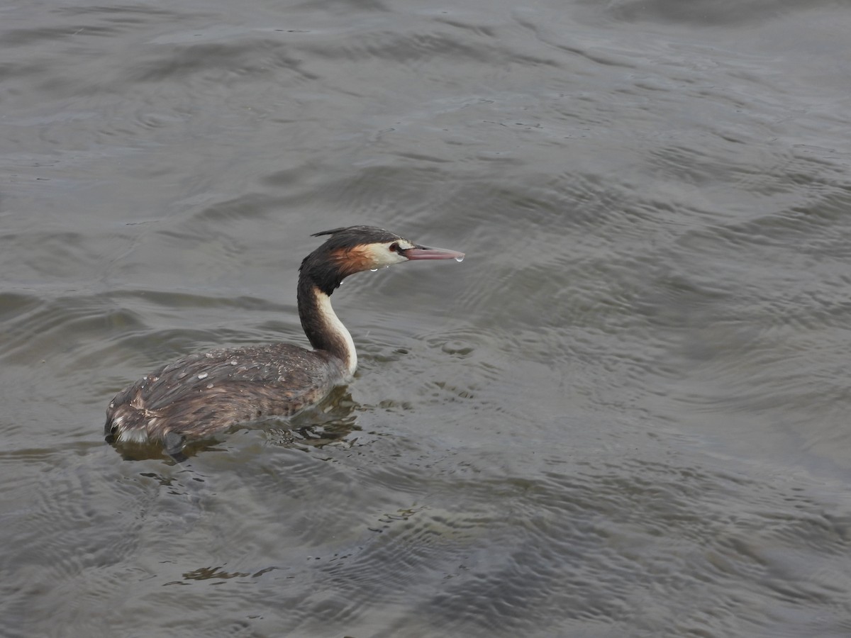 Great Crested Grebe - ML647863531
