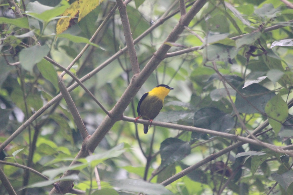 Golden-collared Manakin - ML647863535