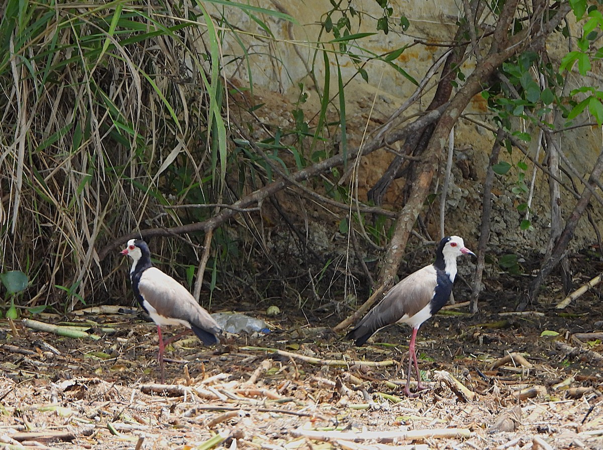 Long-toed Lapwing - ML647863537
