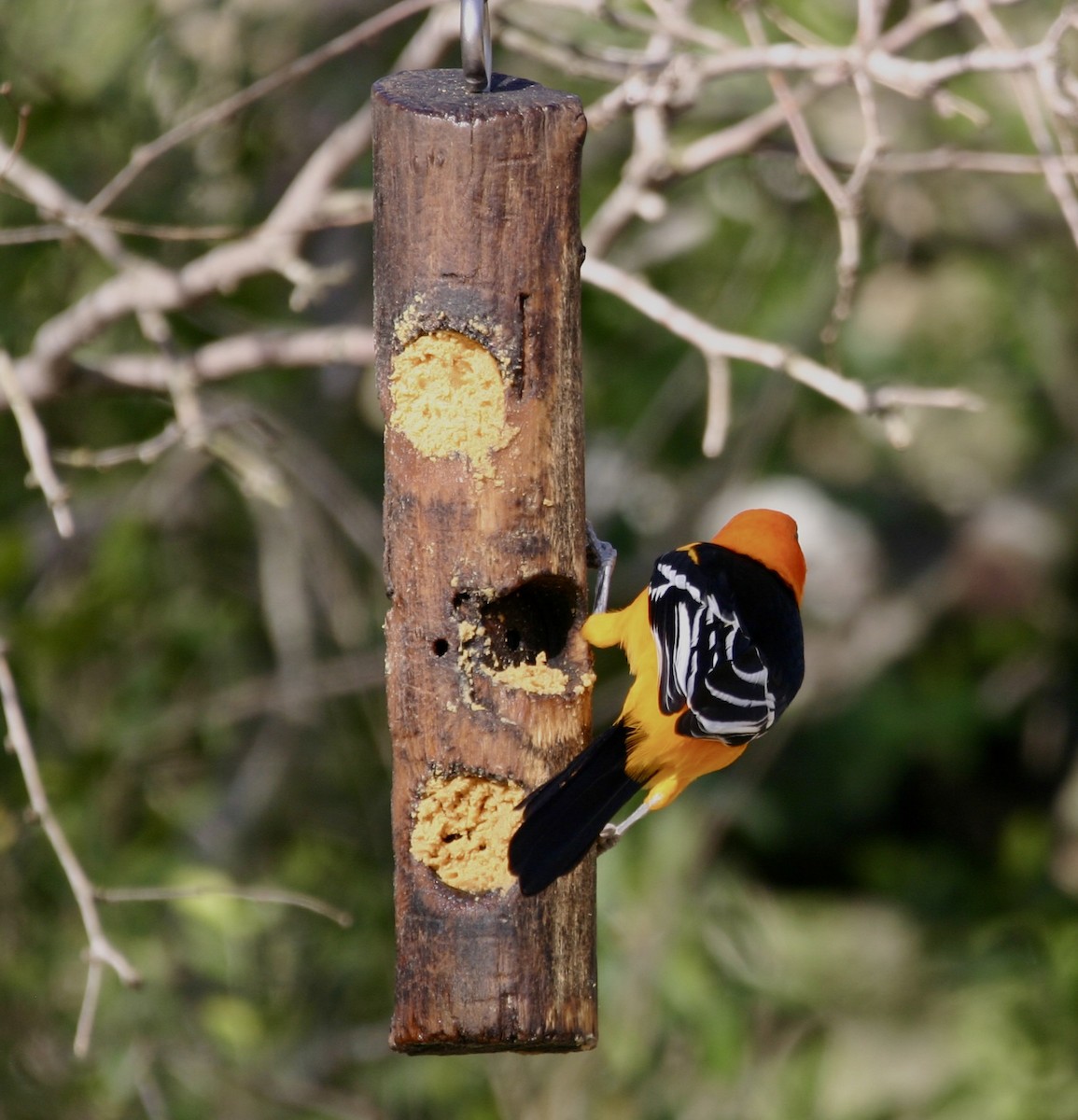 Altamira Oriole - ML647863540