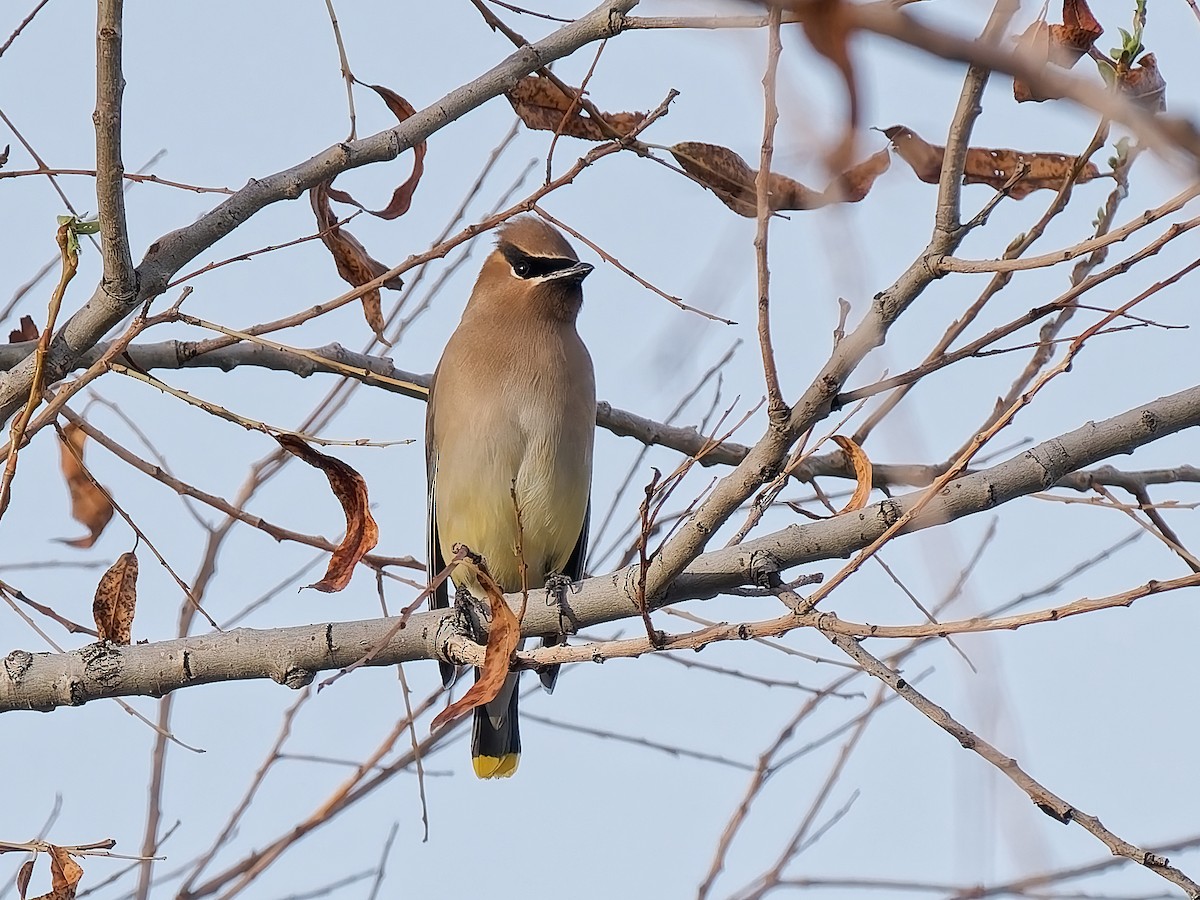 Cedar Waxwing - ML647863563